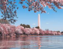 Cherry blossoms with Washington monument